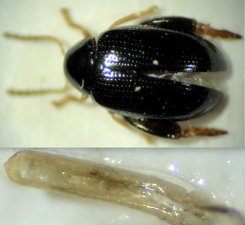 Psylliodes libertii